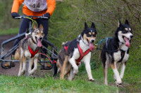 Les chiens de traîneau : sélection, formation & entraînement...