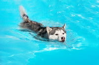 Les chiens de traîneau : sélection, formation & entraînement...