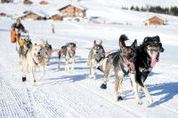 La carrière des chiens de traîneau