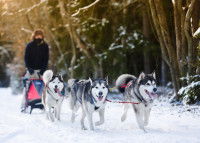 Le musher dans un attelage de chiens de traîneau