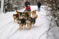 La double vie des mushers de compétition