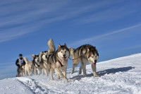 Les chiens de traîneau : sélection, formation & entraînement...