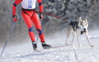 Les courses de vitesse