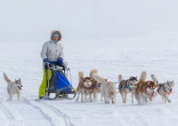 Devenir musher