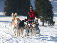Qu'est-ce qu'un musher ?