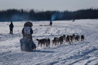 Un musher et son traîneau vus de dos