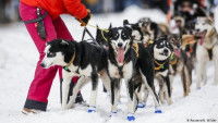 Chiens de traîneau participant à l'Itidarod Trail Sled Dog Race