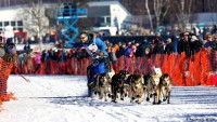 Un musher et son attelage de chiens participant à l'Itidarod Trail Sled Dog Race