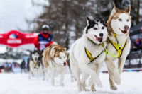 Traîneau de Husky concourant à la Grande Odyssée Savoie - Mont Blanc