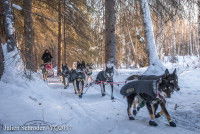 Un musher et son traîneau sur un chemin sylvestre de la Yukon Quest