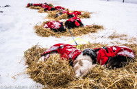 Chiens participant à la Yukon Quest qui se reposent sur des lits de paille improvisés