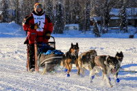 Une concurrente de la Yukon Quest avec son petit traîneau 