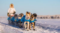 Un musher et son attelage de chiens sur la neige à la Yukon Quest