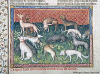 Illustration du « Livre de la chasse » (1406) montrant notamment des lévriers