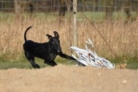 Coursing avec leurre mécanique