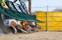 Les courses de chiens sur cynodrome (ou racing)