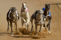 Les courses de chiens sur cynodrome (ou racing)