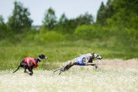 La notation des chiens dans la Poursuite à Vue sur Leurre