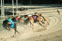 La formation et la vie d’un chien de course