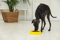 L’alimentation du chien de course