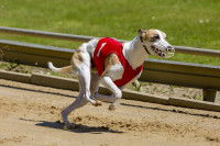 L’entraînement d’un chien de course