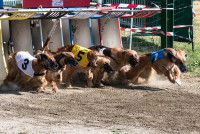 La formation et la vie d’un chien de course
