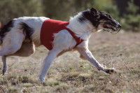 La formation et la vie d’un chien de course