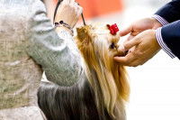 Chien subissant une toilette pour une exposition
