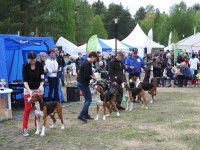 Plusieurs chiens de la même race à un concours