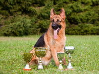 Berger Allemand assis devant des coupes