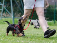 Chien entrainé pour un concours