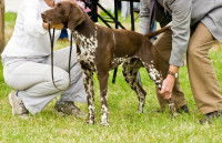 Examen d'un chien par des juges