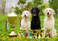 Trois Labrador assis devant des trophés