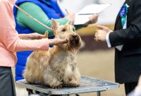 Chien d'exposition couché pour une toilette