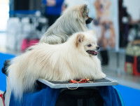 Chien de concours couché