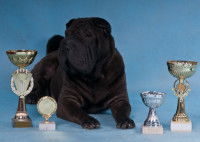 Shar Pei devant des coupes