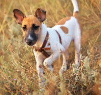 Fox Terrier gambadant dans un champ