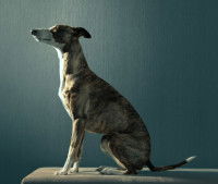 Chien assis tenant une posture