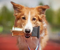 Chien tenant une coupe dans sa gueule