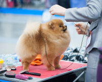 Chien toiletté pour un concours