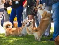 Des Welsh Corgi à une exposition