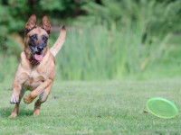Adapter l'activité physique à son chien