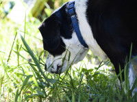 Solliciter l'activité mentale du chien