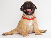 Débuter le fitness canin