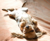 Pourquoi pratiquer le fitness canin ?