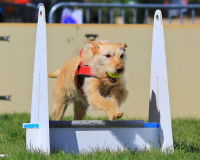 Un chien sautant une haie de flyball