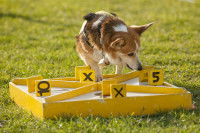 Un chien participant à une course de scent hurdling