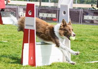 Un chien sautant une haie de flyball
