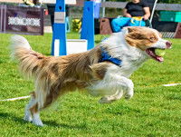 Un chien courrant avec une balle de tennis dans la gueule