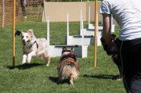 Un homme regardant son chien courir au flyball